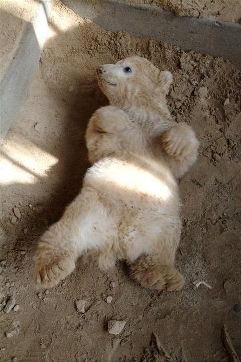 Knut und seine Freunde : Bild