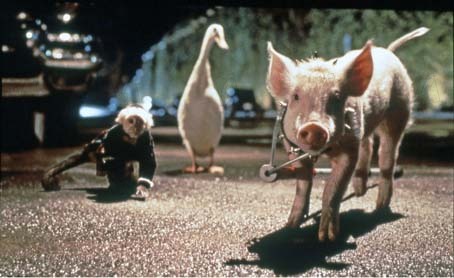 Schweinchen Babe in der großen Stadt : Bild George Miller