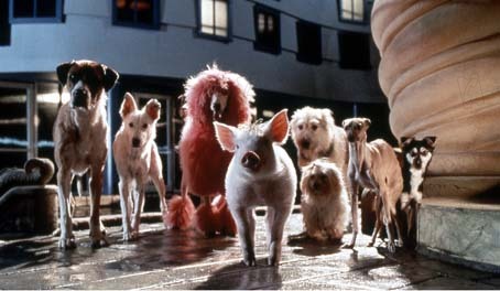 Schweinchen Babe in der großen Stadt : Bild George Miller