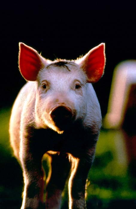 Ein Schweinchen namens Babe : Bild Chris Noonan