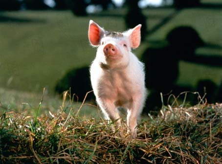Ein Schweinchen namens Babe : Bild Chris Noonan