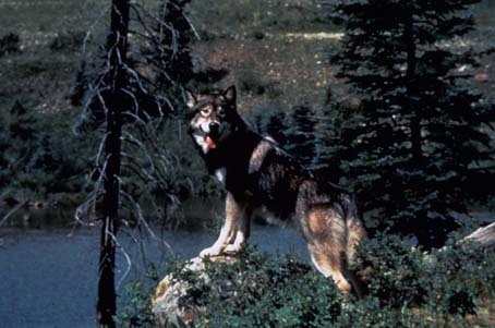 Wolfsblut 2 - Das Geheimnis des weißen Wolfes : Bild Ken Olin