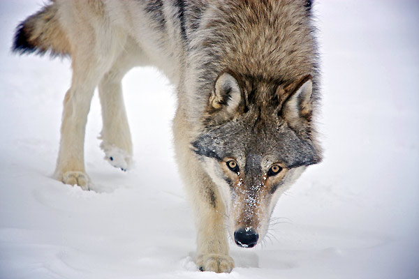 Der Junge und der Wolf : Bild