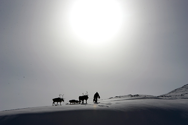 Der Junge und der Wolf : Bild