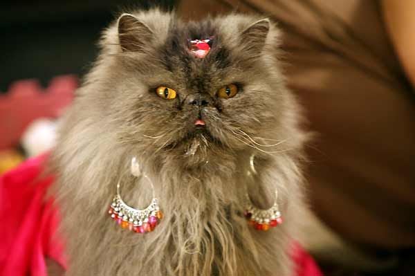 Frontalknutschen : Bild