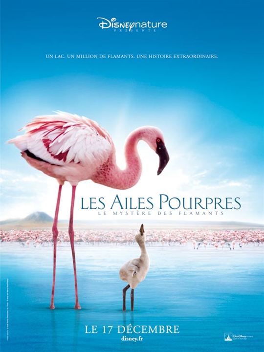 Das Geheimnis der Flamingos : Kinoposter Leander Ward, Matthew Aeberhard