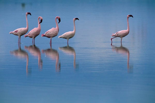 Das Geheimnis der Flamingos : Bild Leander Ward, Matthew Aeberhard