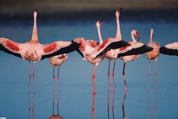 Das Geheimnis der Flamingos : Bild Leander Ward, Matthew Aeberhard