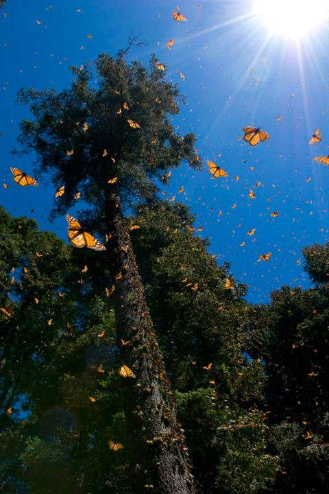 Wings of Life : Bild Louie Schwartzberg