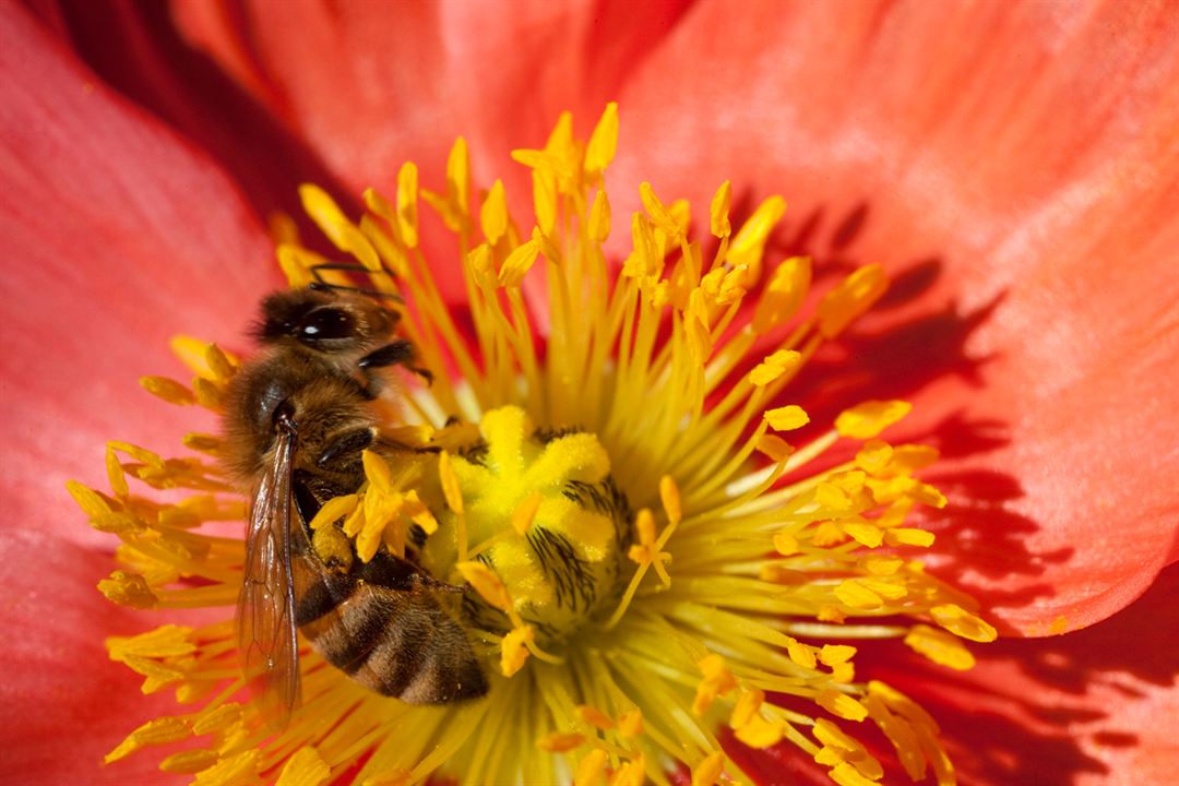 Wings of Life : Bild Louie Schwartzberg