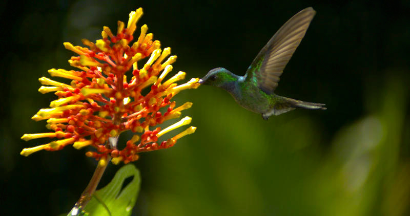 Wings of Life : Bild Louie Schwartzberg