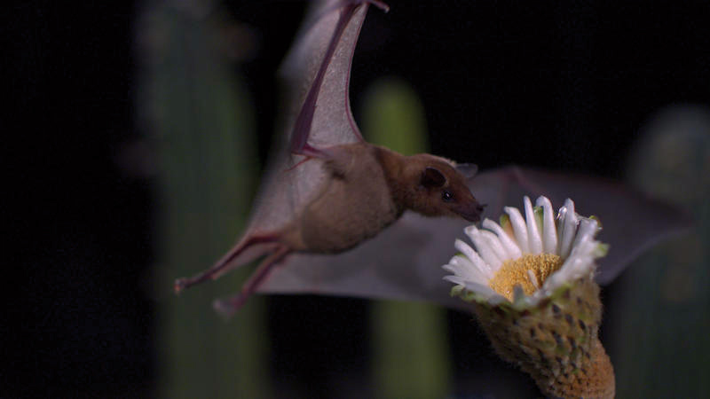 Wings of Life : Bild Louie Schwartzberg