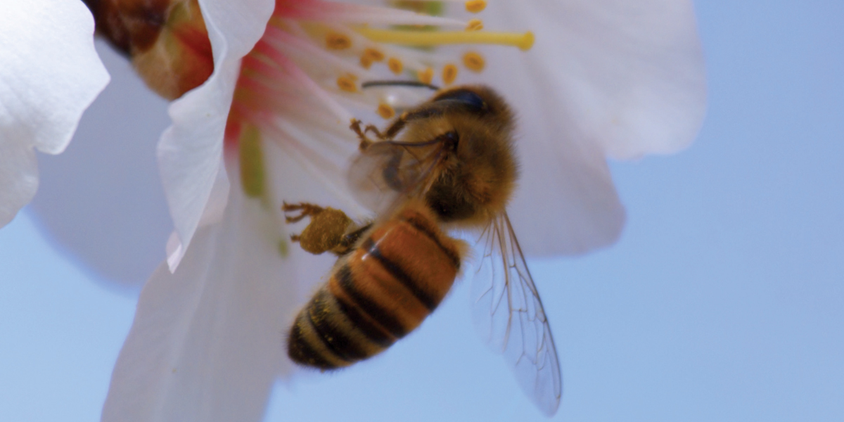 Wings of Life : Bild Louie Schwartzberg