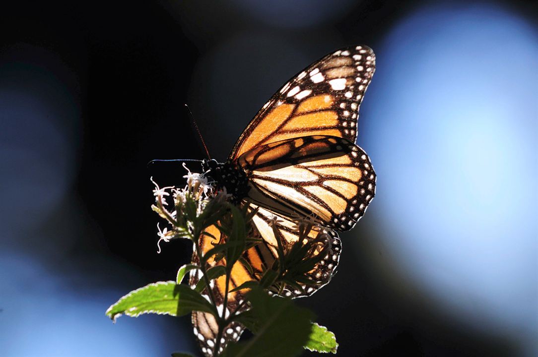 Wings of Life : Bild Louie Schwartzberg