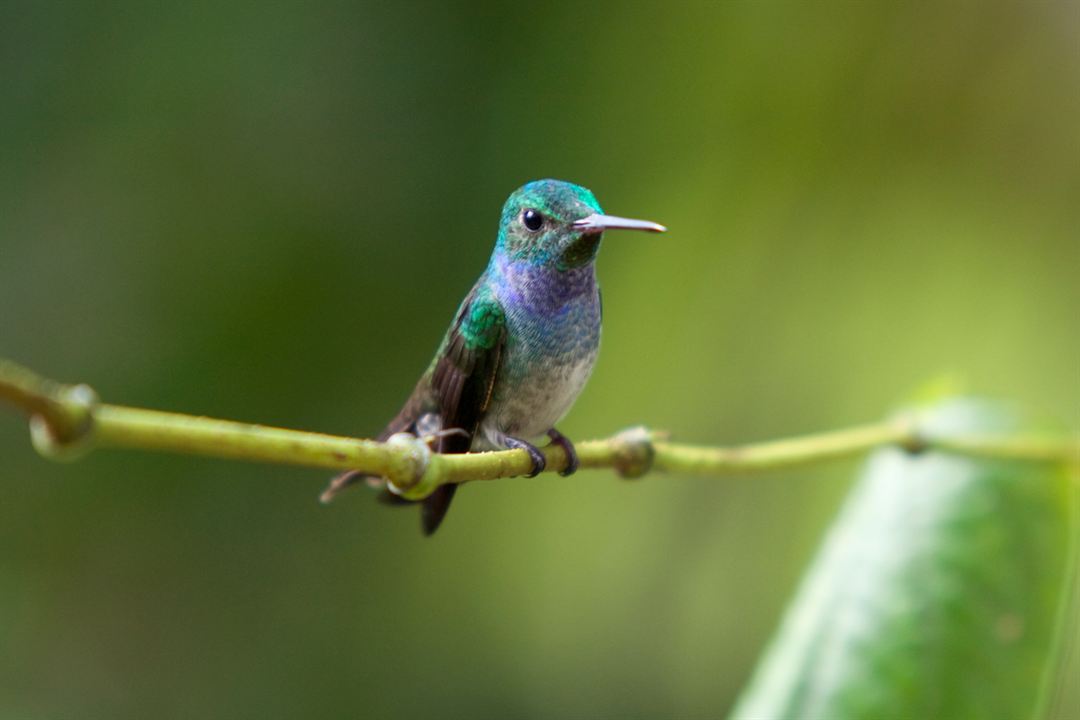 Wings of Life : Bild Louie Schwartzberg