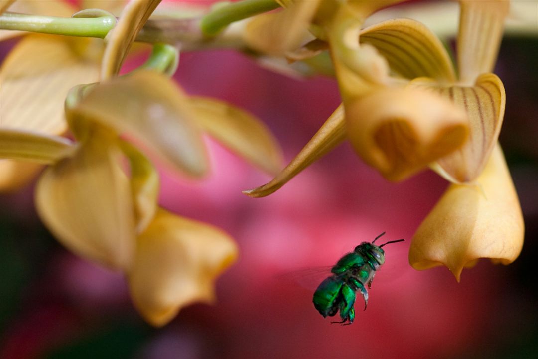 Wings of Life : Bild Louie Schwartzberg