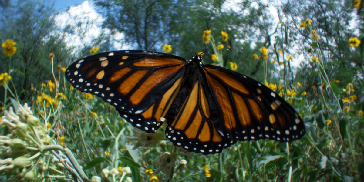 Wings of Life : Bild Louie Schwartzberg