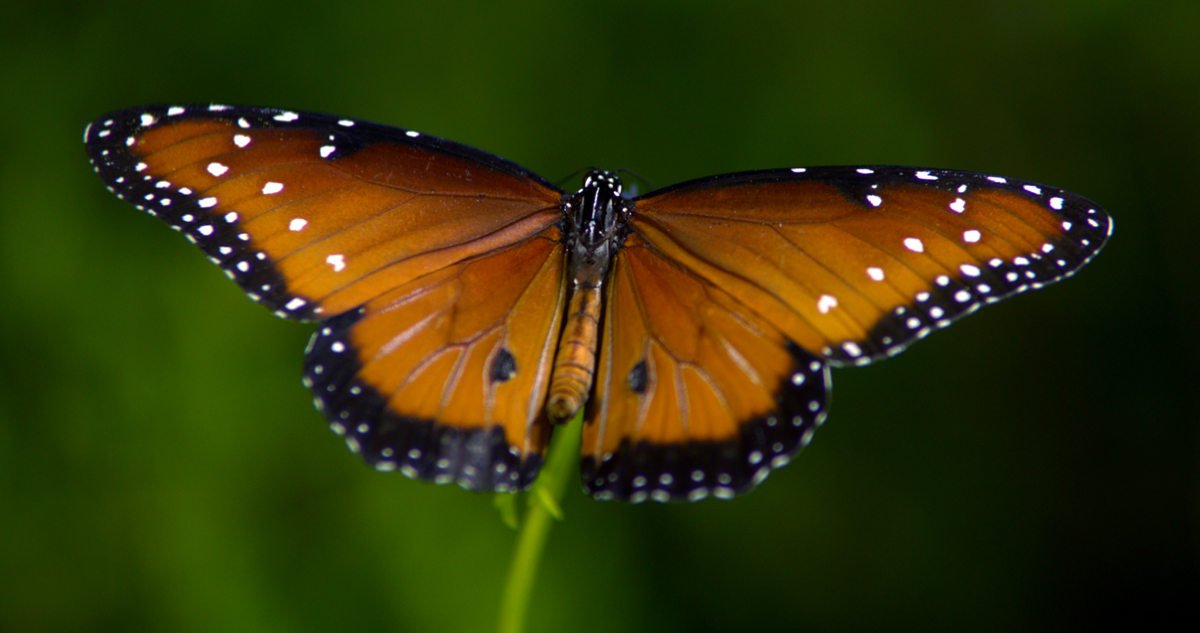 Wings of Life : Bild Louie Schwartzberg