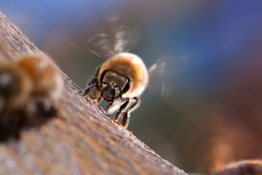 Wings of Life : Bild Louie Schwartzberg