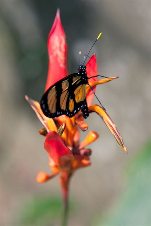 Wings of Life : Bild Louie Schwartzberg