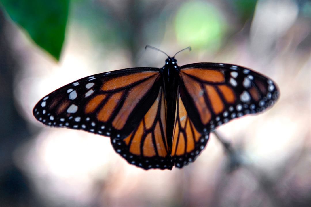 Wings of Life : Bild Louie Schwartzberg