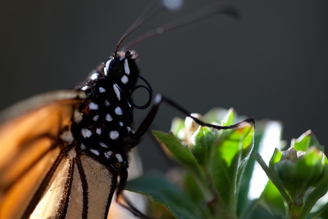 Wings of Life : Bild Louie Schwartzberg