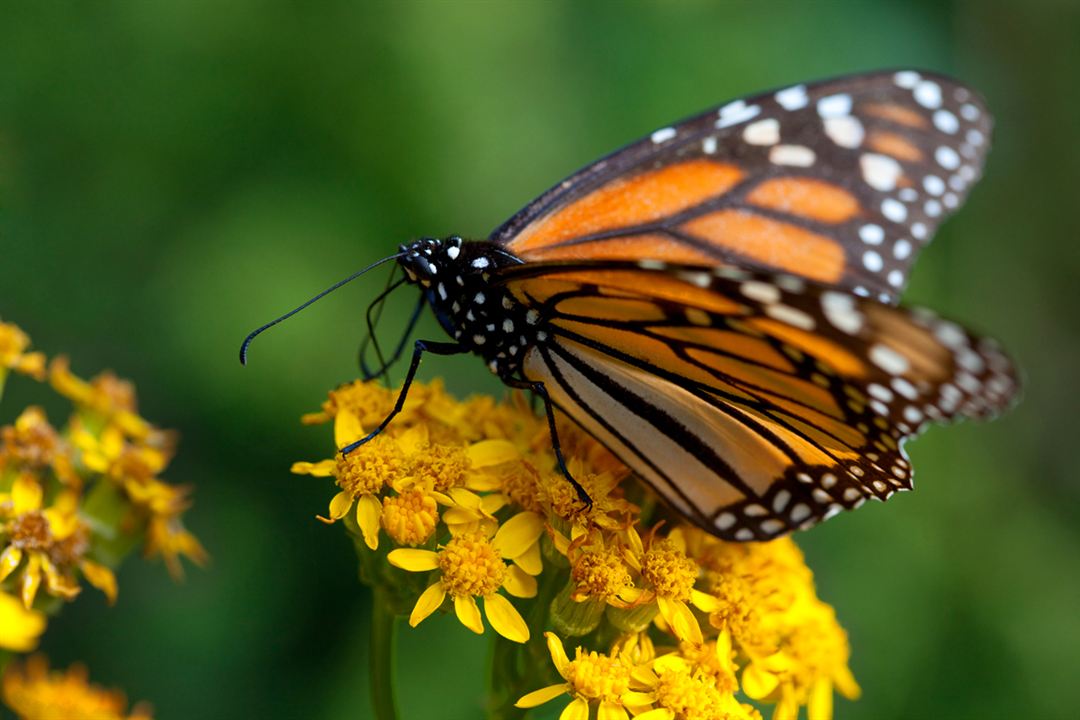 Wings of Life : Bild Louie Schwartzberg