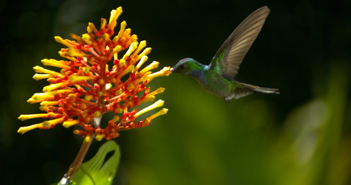 Wings of Life : Bild Louie Schwartzberg