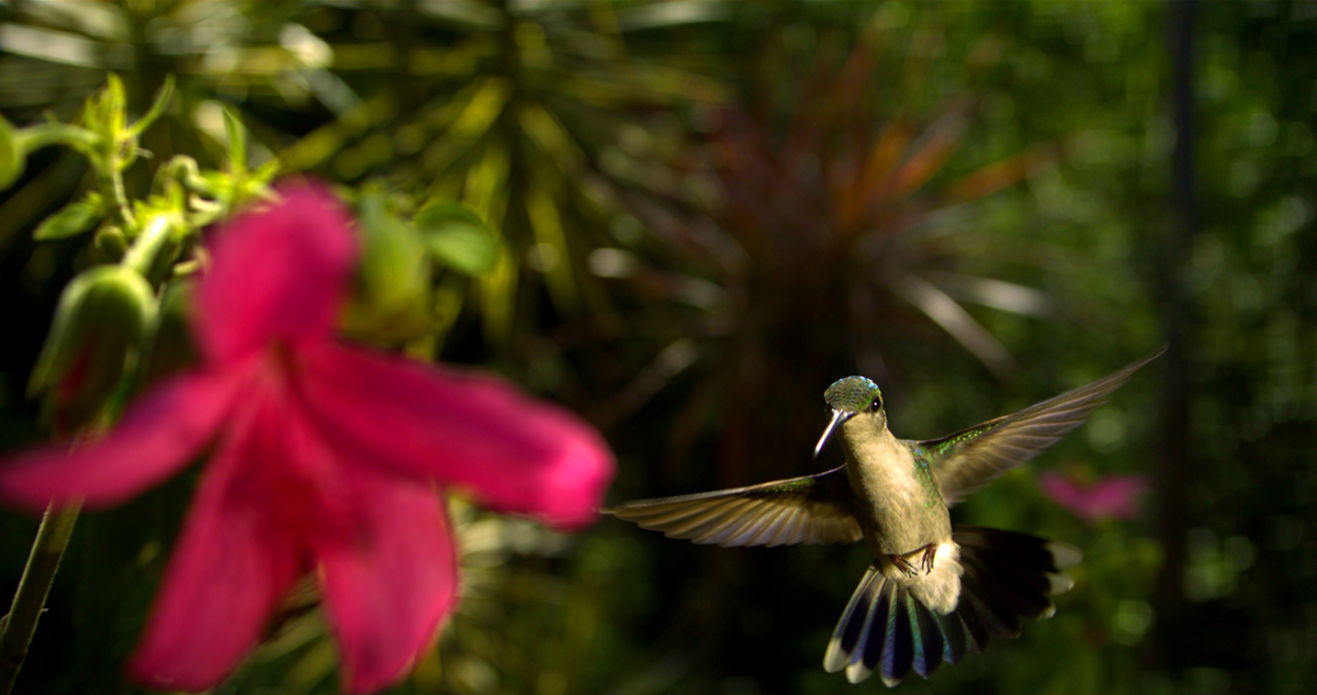 Wings of Life : Bild Louie Schwartzberg