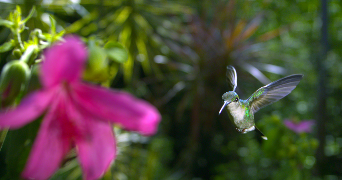 Wings of Life : Bild Louie Schwartzberg