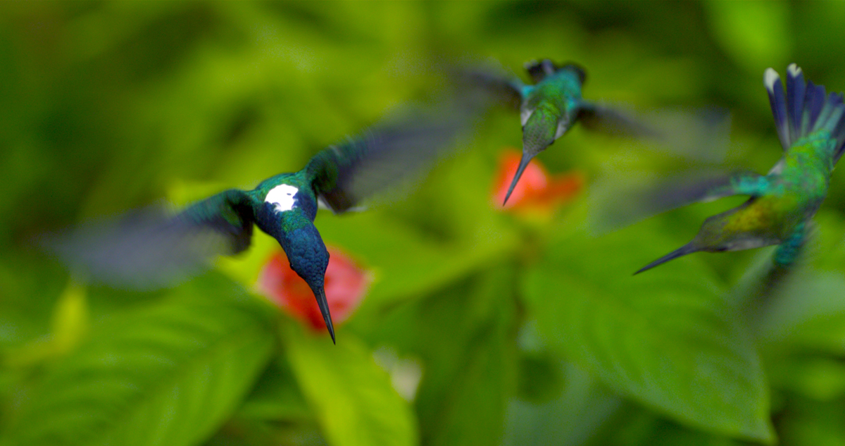 Wings of Life : Bild Louie Schwartzberg