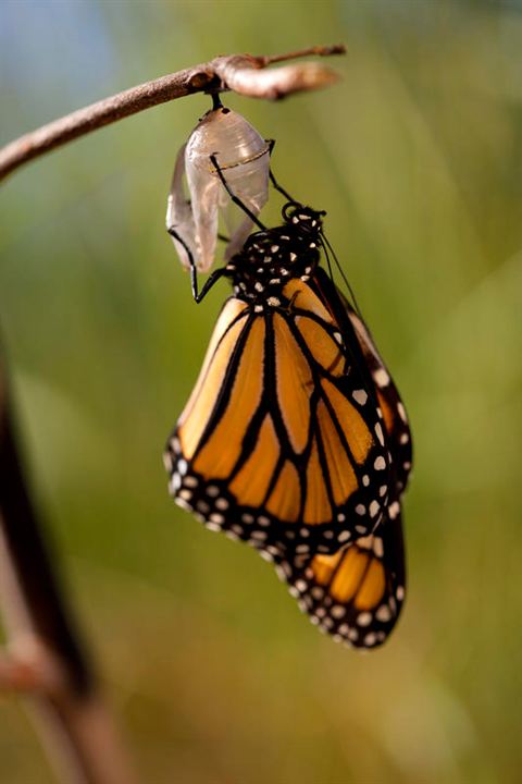 Wings of Life : Bild Louie Schwartzberg