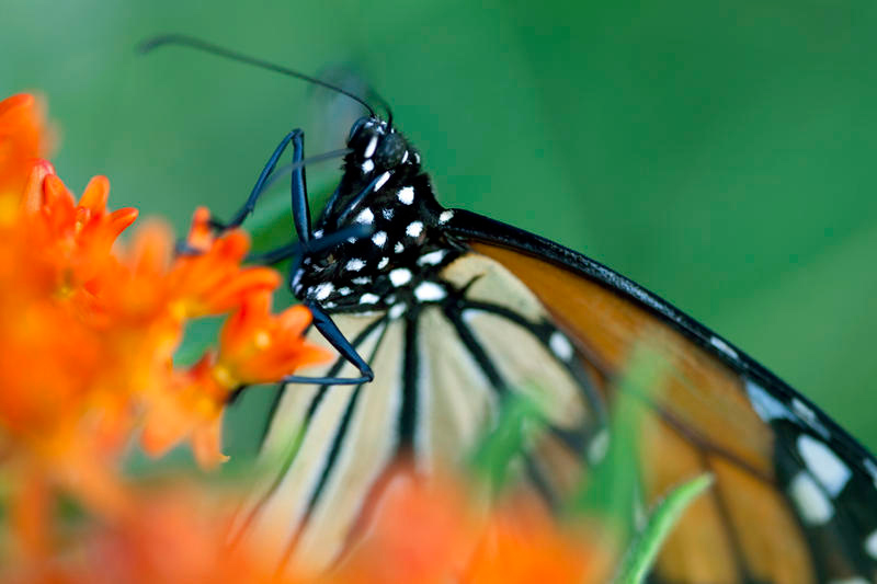 Wings of Life : Bild Louie Schwartzberg