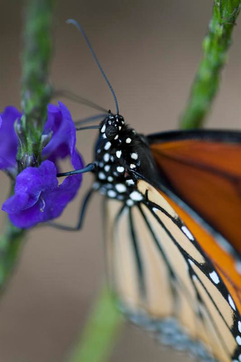 Wings of Life : Bild Louie Schwartzberg