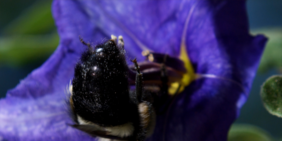 Wings of Life : Bild Louie Schwartzberg