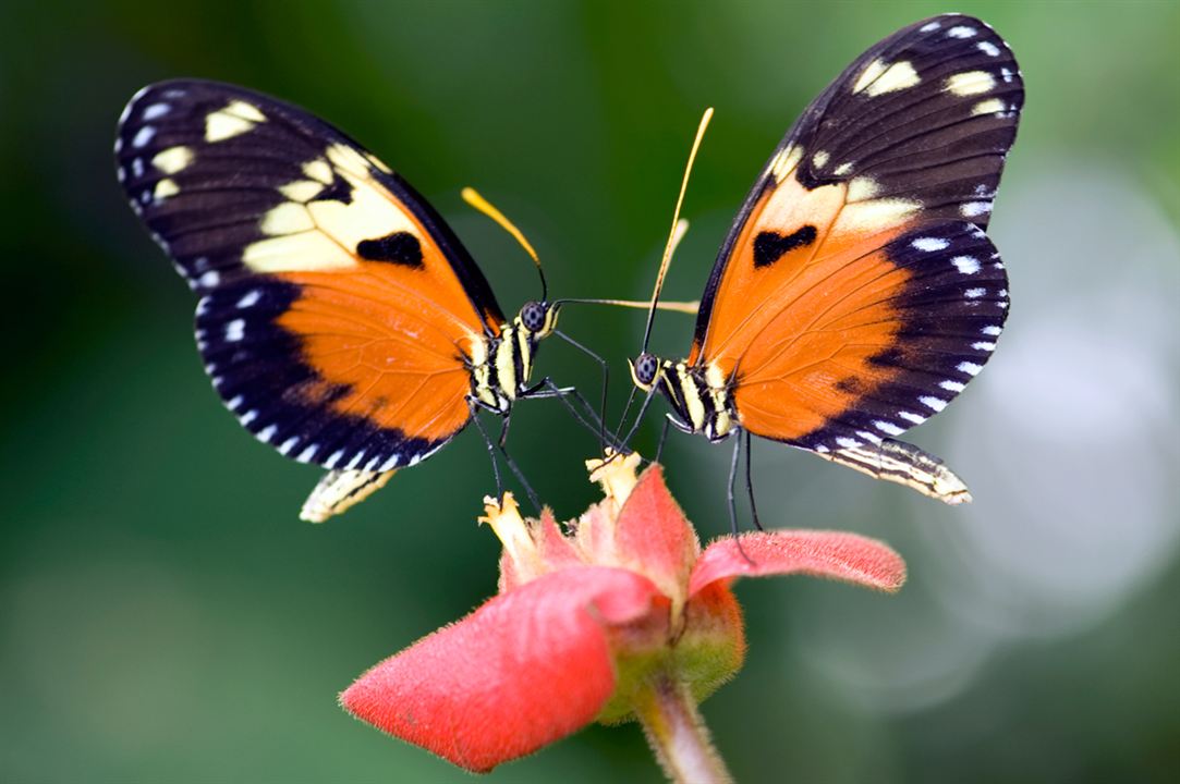 Wings of Life : Bild Louie Schwartzberg