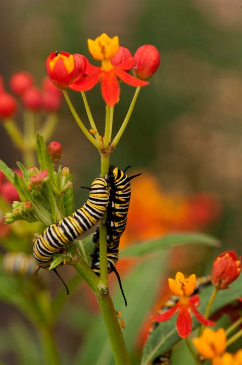 Wings of Life : Bild Louie Schwartzberg