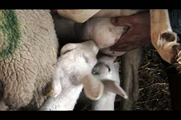 Bild Catherine Pozzo Di Borgo