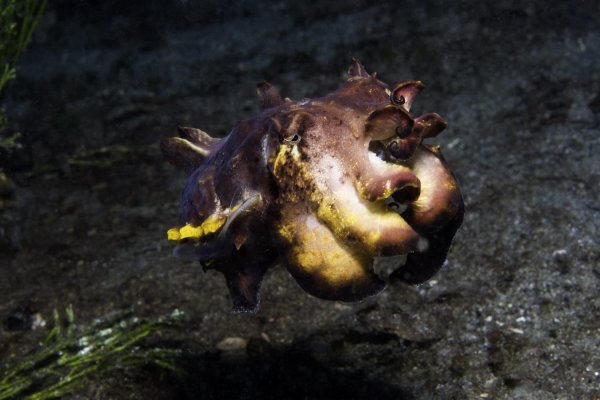 Under The Sea : Bild
