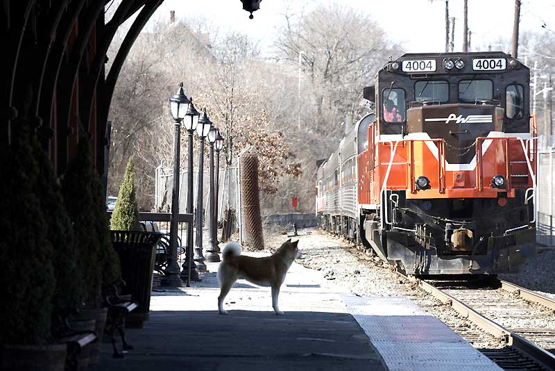 Hachiko - Eine wunderbare Freundschaft : Bild