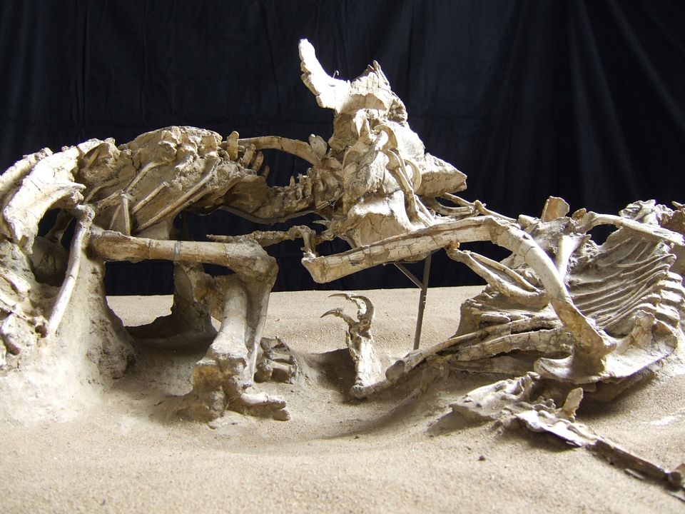 Dinosaurier Live 3D - Fossilien zum Leben erweckt : Bild