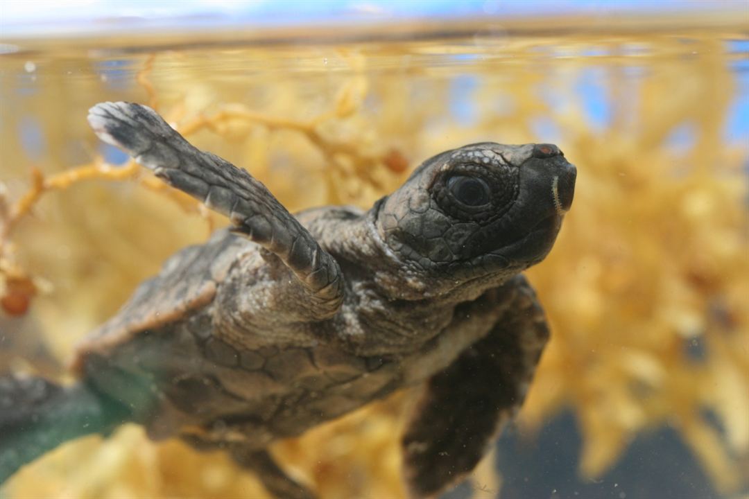 Tortuga - Die unglaubliche Reise der Meeresschildkröte : Bild