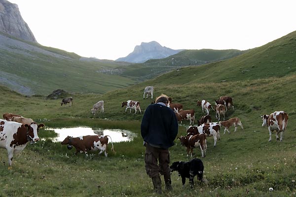 Coeur animal : Bild Séverine Cornamusaz