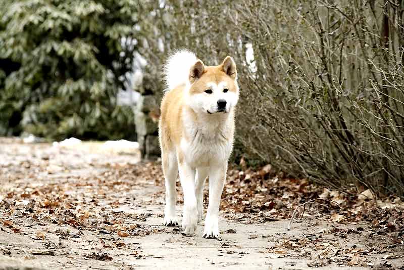 Hachiko - Eine wunderbare Freundschaft : Bild