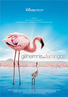 Das Geheimnis der Flamingos : Kinoposter