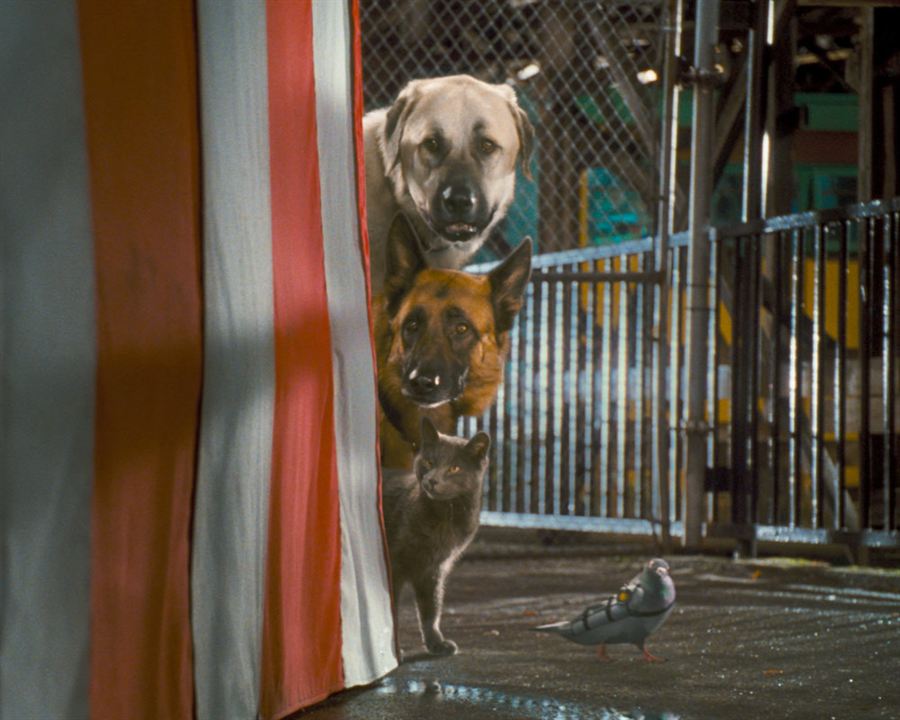 Cats & Dogs - Die Rache der Kitty Kahlohr : Bild Brad Peyton, Kevin Lima