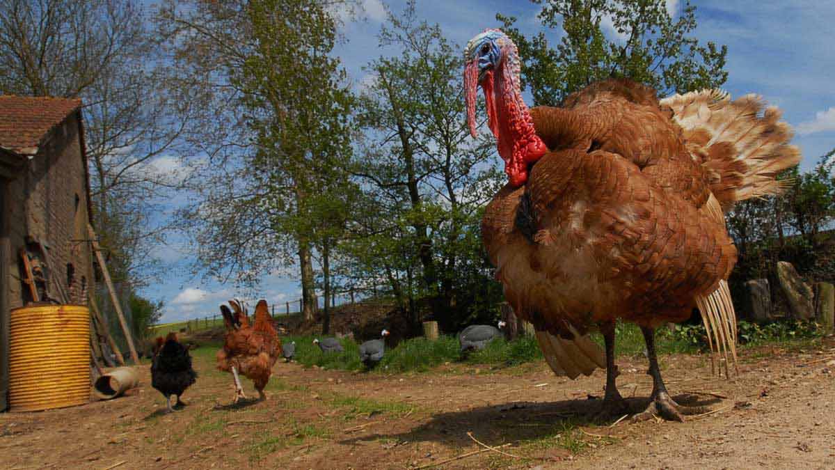 Die wilde Farm : Bild Frédéric Goupil, Dominique Garing