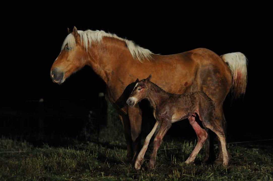 Die wilde Farm : Bild Frédéric Goupil, Dominique Garing