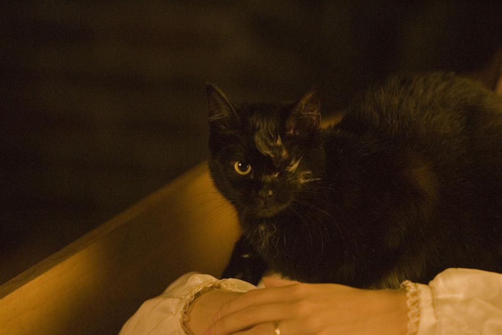 Die schwarze Katze : Bild