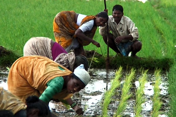 Good Food, Bad Food - Anleitung für eine bessere Landwirtschaft : Bild